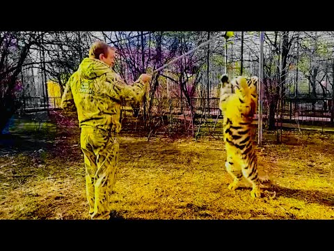 Видео: Я СПАСАЛАСЬ БЕГСТВОМ, а Олег Зубков устроил ШОУ с ТИГРОМ прямо на глазах у посетителей парка!