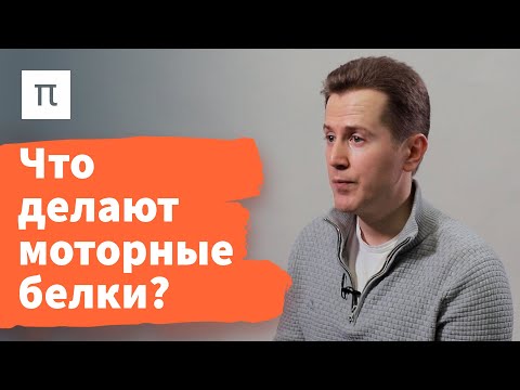 Видео: Способы генерации силы клеточным скелетом — Никита Гудимчук / ПостНаука