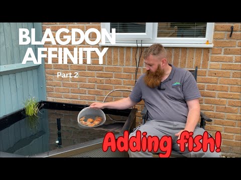 Видео: Пруд Blagdon Affinity Grand Corner (добавление красивых золотых рыбок)