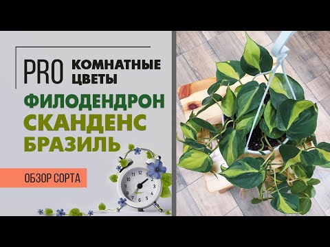 Видео: Филодендрон Скандекс Бразиль - комнатная быстрорастущая лиана | Обзор сорта филодендрона