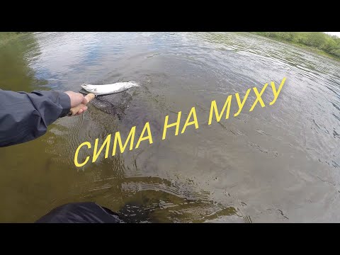 Видео: Сима на муходжиг!