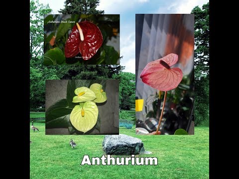 Видео: АНТУРИУМ. Коллекция редких антуриумов #3. Антуриумы Flamingo Lady Love, Vanilla и Black Queen