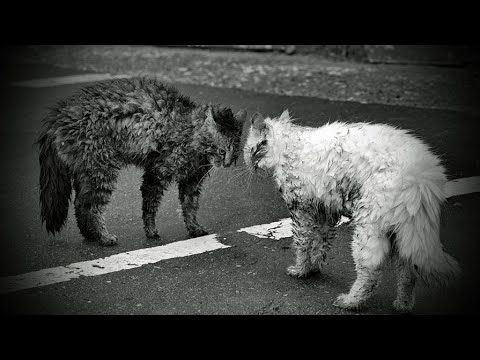 Видео: Проклятие и благословение с точки зрения психологии