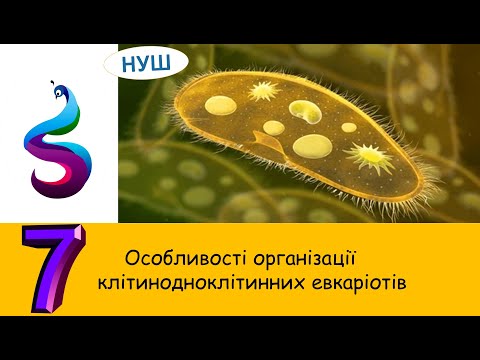 Видео: Особливості організації клітинодноклітинних евкаріотів