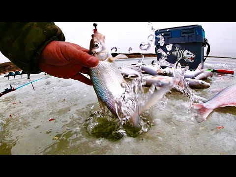 Видео: Бешеный клёв на реке Урал г. Атырау