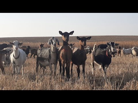 Видео: Кішігірім ешкі ферма! мини ферма! Асыл тұқымды сүтті ешкі шаруашылығы!