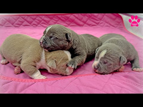 Видео: Щенкам 7 дней и вот что теперь происходит...