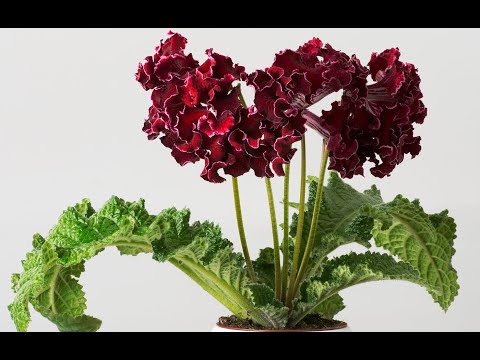 Видео: Выращивание выставочных стрептокарпусов. 2 апреля 2020г.