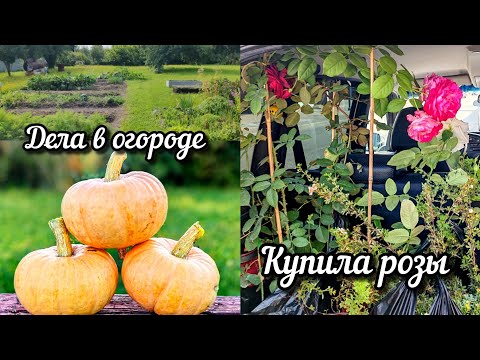 Видео: Купила Розы😊🌹. Начала уберать Огород. Всего понемножку😉https://t.me/lubimyugolok