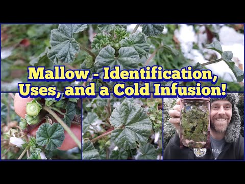 Видео: Просвирник обыкновенный — определение, применение и приготовление холодного настоя!