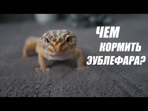 Видео: КОРМЛЕНИЕ ЭУБЛЕФАРА | ЧЕМ КОРМИТЬ ЭУБЛЕФАРА? | Aoi Inko