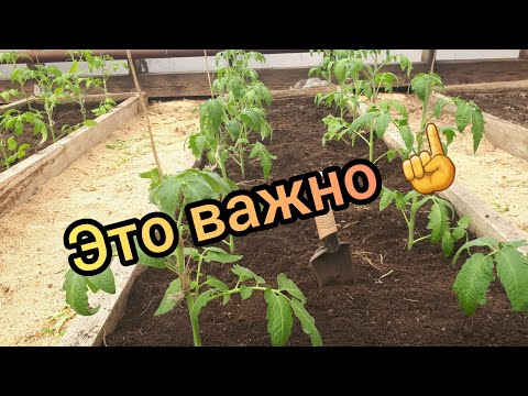 Видео: ТОМАТЫ в теплице. Дополнение и ответы на вопросы.