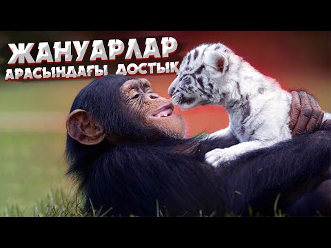 Видео: ЖАНУАРЛАР АРАСЫНДАҒЫ ДОСТЫҚ | ӨСІМДІКПЕН ЖӘНДІКТІҢ СИМБИОЗЫ