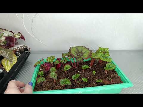 Видео: Бегонии. Мы растем.
