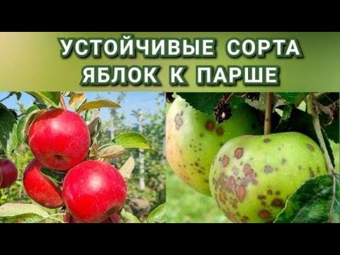 Видео: ИММУННЫЕ СОРТА ЯБЛОНЬ К ПАРШЕ / УСТОЙЧИВЫЕ СОРТА ЯБЛОНЬ К ПАРШЕ