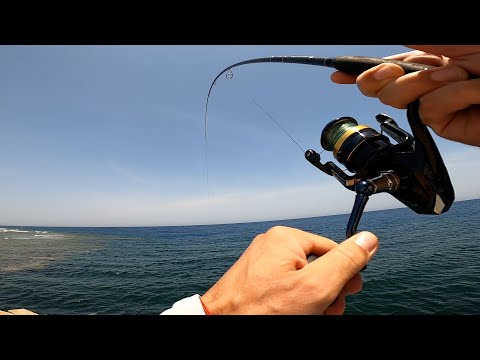 Видео: Трофей пойман! Рыбалка в Египте!