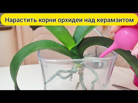 Видео: НАРАСТИТЬ корни орхидеи НАД КЕРАМЗИТОМ / РЕАНИМАЦИЯ орхидеи без корней