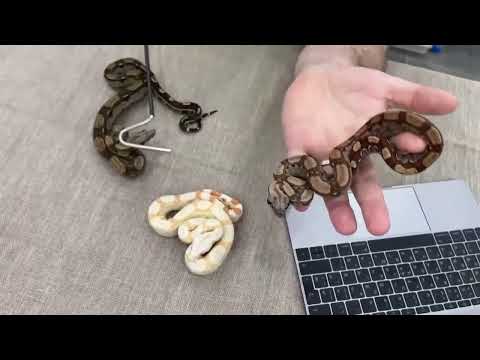 Видео: Стрим от 02.04.22. Разведение и содержание морфных удавов, ответы на Ваши вопросы. Часть 1.