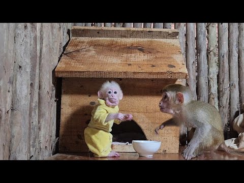 Видео: Обезьянка возвращается домой из зеленого леса и получает особую любовь от Бубу и Вана.