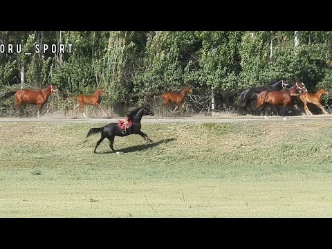 Видео: Ат качты 🤦‍♂️🤭😱