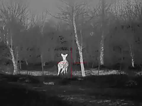 Видео: Полювання на косулю з тепловізором.