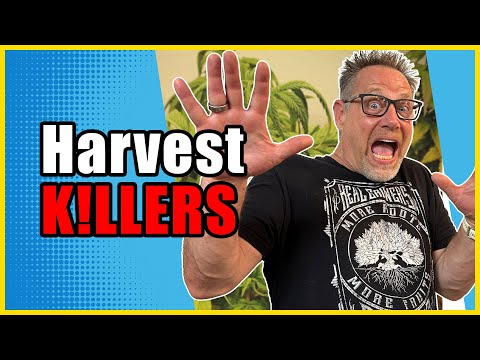 Видео: Эти три распространённые ошибки при цветении каннабиса могут испортить весь ваш урожай