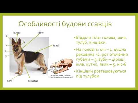 Видео: Ссавці, їх особливості