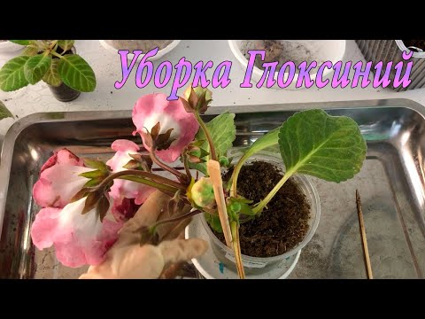 Видео: Уборка Глоксиний