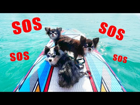 Видео: СОБАКИ В ОТКРЫТОМ МОРЕ НА САПЕ !!!