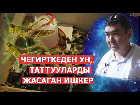 Видео: Чегирткеден ун, таттууларды жасаган ишкер