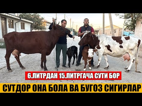 Видео: СУТДОР ОНА БОЛА ВА БУГОЗ СИГИРЛАР 10-10-2025г