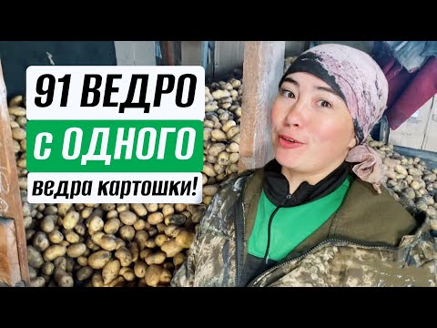 Видео: КОПАЕМ КАРТОШКУ В ОКТЯБРЕ В ЗАУРАЛЬЕ!