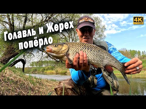 Видео: Оторвался по Голавлю и Жереху. Эту приманку я поставил случайно