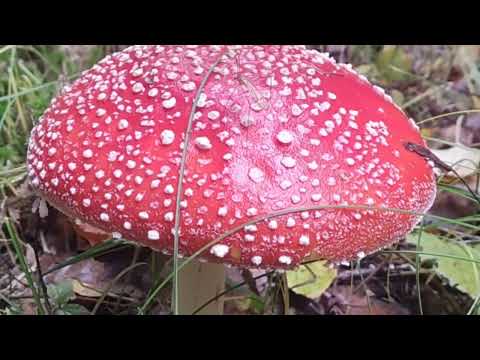 Видео: 🍂🍄🍂ТИХЕ ПОЛЮВАННЯ🍂🍄🍂