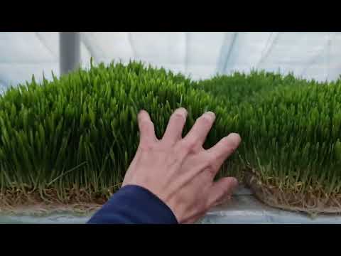 Видео: Гидропоннный корм. Проект откормки барана 1 день