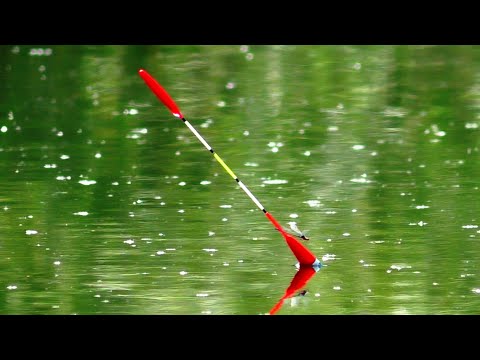 Видео: 🎣 Рибалка на ПОПЛАВОК - ВІДРО ЗА ЧАС. 🐠 Риболовля на ранковій зорькі.