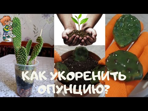 Видео: Как укоренить неприхотливый быстрорастущий кактус опунцию (Opuntia)? Размножение черенками