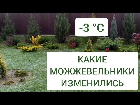 Видео: -3 °С 🌲КАКИЕ МОЖЖЕВЕЛЬНИКИ ИЗМЕНИЛИСЬ. 5.11.2024г. БЕЛАРУСЬ, ГОМЕЛЬСКАЯ ОБЛАСТЬ