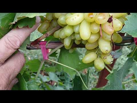 Видео: Красный Мускат и многие другие формы.