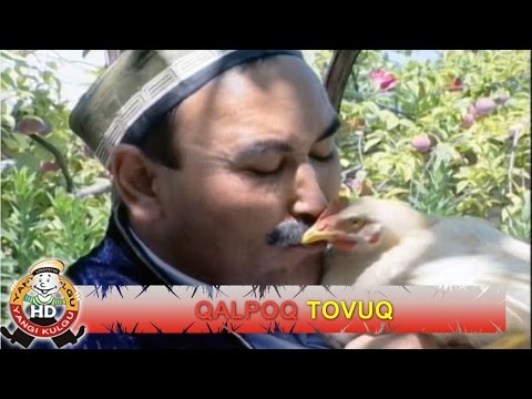 Видео: Qalpoq - Tovuq | Калпок - Товук (hajviy ko'rsatuv)