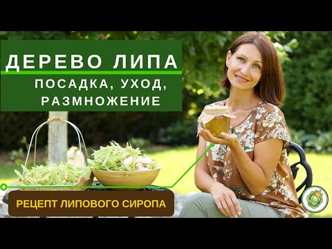 Видео: ЛИПА - посадка, уход, размножение, использование в ландшафте//сбор и заготовка липового цвета
