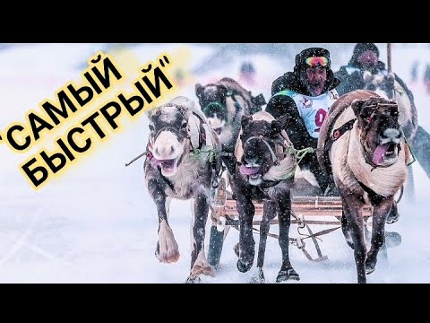 Видео: ГОНКИ НА ОЛЕНЯХ "СЯМЯНХАТ-МЕРЕТА"!!!! ТАКОГО ВЫ НЕ ВИДЕЛИ!!!