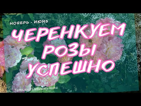 Видео: Черенкование роз. Ноябрь -  Июнь