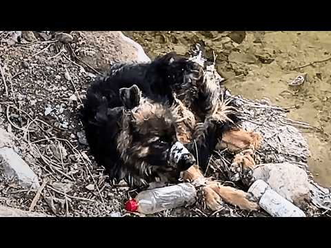 Видео: Рот и лапы бездомной собаки связали злые люди — она не может двигаться и лишь ждёт смерти в отчаянии
