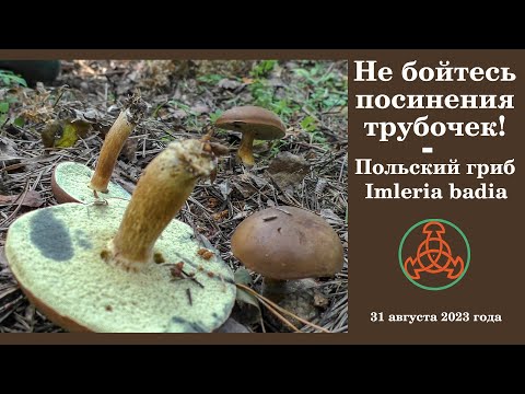 Видео: Не бойтесь посинения трубочек! Польский гриб - Imleria badia