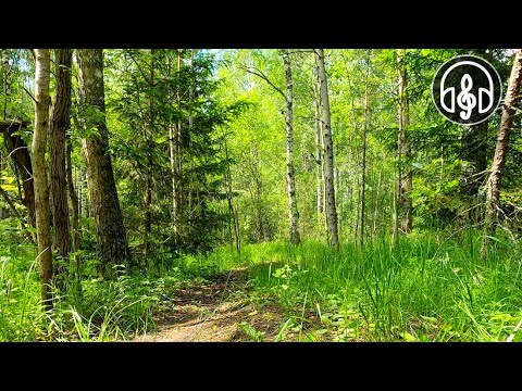 Видео: Расслабляющее пение птиц в утреннем лесу. Лучшая птичья песня.