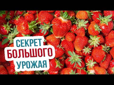 Видео: Чем подкормить землянику весной? Уход за клубникой в весенний период