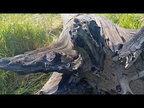 Видео: Как выглядит мореный дуб!?