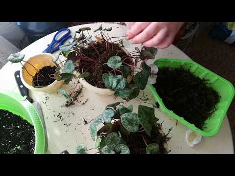 Видео: Размножение альпийской фиалки 4. Где двое, там и трое