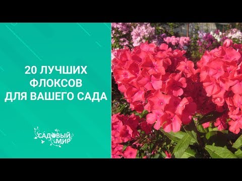 Видео: 20 лучших флоксов для вашего сада